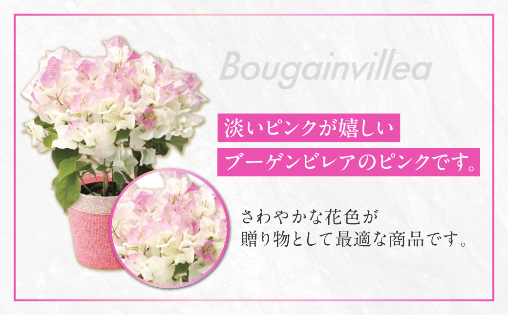 《母の日までにお届け》ブーゲンビレア ピンクグラデーション 花 花 鉢植え 鉢 鉢花 花 観葉植物 植物 5号鉢 人気 おしゃれ かわいい 母の日 プレゼント 贈り物 贈答 ギフト 冬 フラワーギフト 母の日 ありがとう お母さん 母 記念日