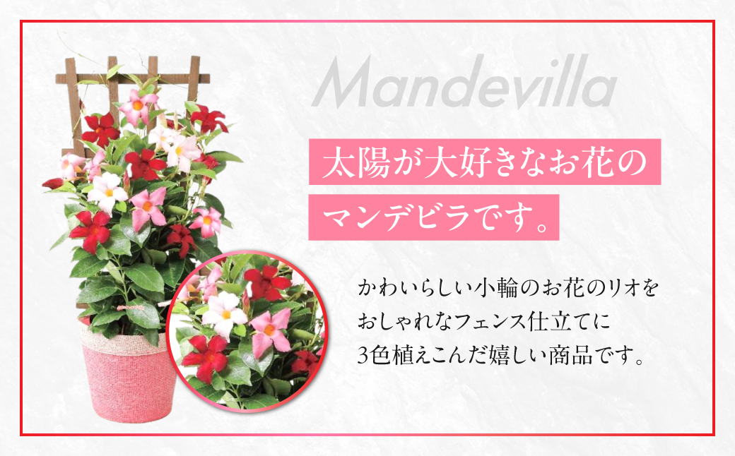 《母の日までにお届け》マンデビラ リオ 3色MIX フェンス仕立て 花 花 鉢植え 鉢 鉢花 花 観葉植物 植物 5号鉢 人気 おしゃれ かわいい 母の日 プレゼント 贈り物 贈答 ギフト 冬 フラワーギフト 母の日 ありがとう お母さん 母 記念日