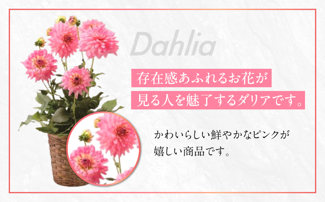 《母の日までにお届け》ダリア サリナス 花 花 鉢植え 鉢 鉢花 花 観葉植物 植物 6号鉢 人気 おしゃれ かわいい 母の日 プレゼント 贈り物 贈答 ギフト 冬 フラワーギフト 母の日 ありがとう お母さん 母 記念日