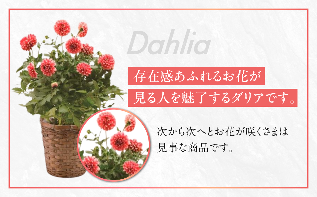 《母の日までにお届け》ダリア タンピコ 花 花 鉢植え 鉢 鉢花 花 観葉植物 植物 6号鉢 人気 おしゃれ かわいい 母の日 プレゼント 贈り物 贈答 ギフト 冬 フラワーギフト 母の日 ありがとう お母さん 母 記念日