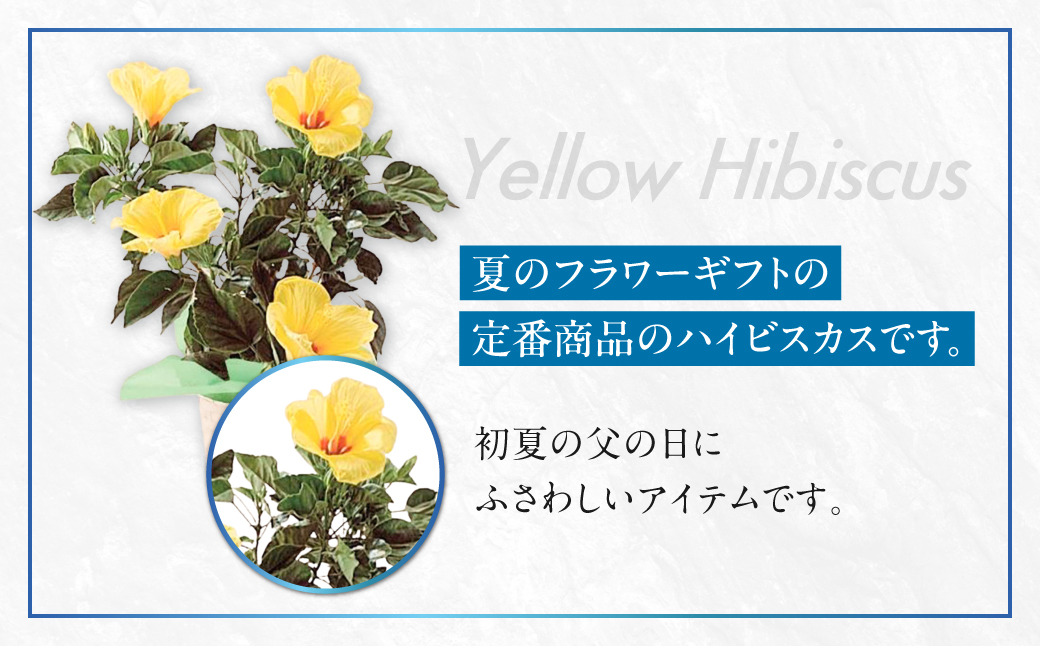 《父の日までにお届け》ハイビスカス イエロー 花 花 鉢植え 鉢 鉢花 花 観葉植物 植物 5号鉢 人気 おしゃれ かわいい 父の日 プレゼント 贈り物 贈答 ギフト 夏 フラワーギフト 父 ありがとう お父さん 父親 記念日
