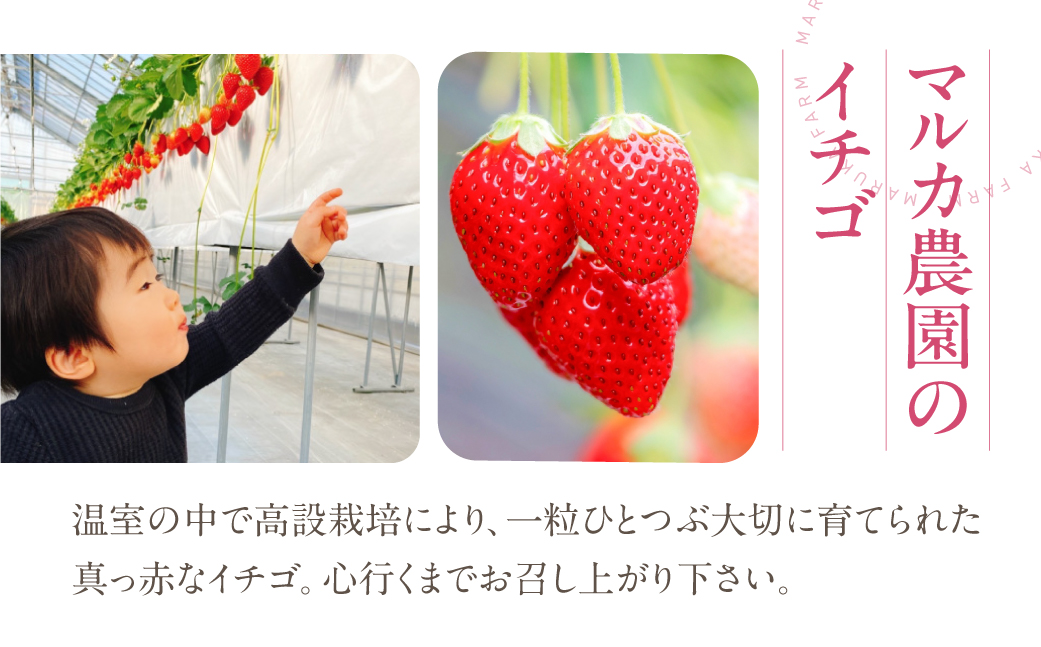 《先行予約》マルカ農園のイチゴ　2パック いちご 苺 イチゴ フルーツ 果物 渥美半島 愛知県 田原市 どうまい