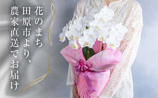 中村洋ランの胡蝶蘭　ミディ系白色3本陶器鉢寄せ植え