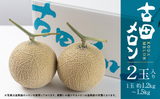 先行予約 渥美半島石井農園・純系古田メロン2玉 【2026年7月発送】 純系 箱詰め メロン フルーツ 果物 お取り寄せ 渥美半島 産地直送 幻 希少品 田原市 送料無料 20,000円