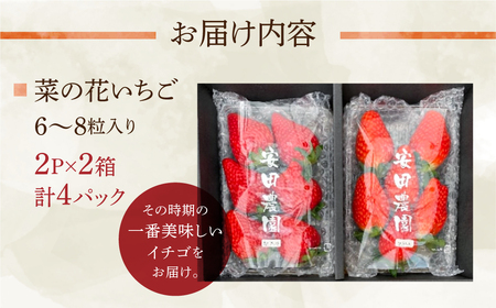 先行予約 菜の花いちご6～8粒入 4パック 大粒 2026年1月～発送開始 イチゴ いちご 苺 果物 くだもの フルーツ 贅沢品 贈答品 高級品 ブランド 先行予約 お取り寄せ 田原市 産地直送 送料無料 事前予約 品種お任せ あきひめ 紅ほっぺ さがほのか