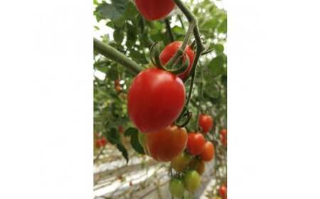 《先行予約》とまとのこころ（ミニトマトアイコプレミアム）約1kg ／ とまと 自然農法 完熟 愛知県