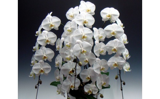 中村洋ランの胡蝶蘭　大輪　5本立ち　白 ／ お花 生花 室内装飾 愛知県 特産品 産地直送 田原市 渥美半島
