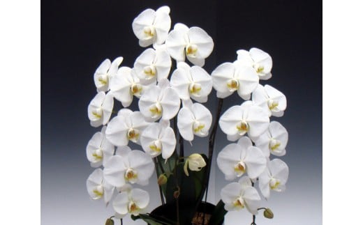 中村洋ランの胡蝶蘭　大輪　3本立ち　白 ／ お花 生花 愛知県 産地直送 田原市 渥美半島