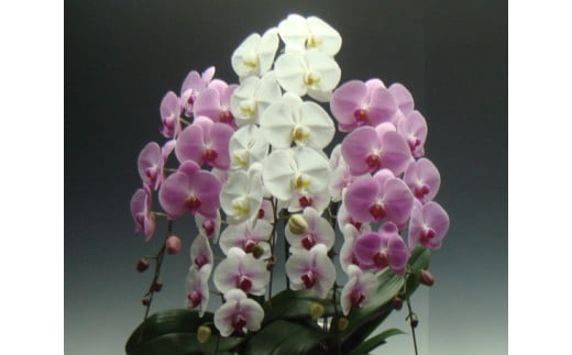 中村洋ランの胡蝶蘭　大輪　5本立ち　ミックス（白・ピンク・白赤） ／ お花 生花 室内装飾 愛知県 特産品 産地直送 田原市 渥美半島