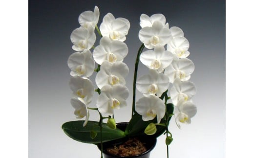 中村洋ラン 胡蝶蘭 ミディ 2本立ち 白 ／ 16輪～20輪 お花 生花  アマビリス 田原市 渥美半島