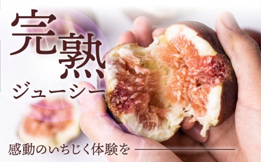 先行予約 完熟 いちじく［極］ 2026年6月～お届け いちじく イチジク フルーツ 果物