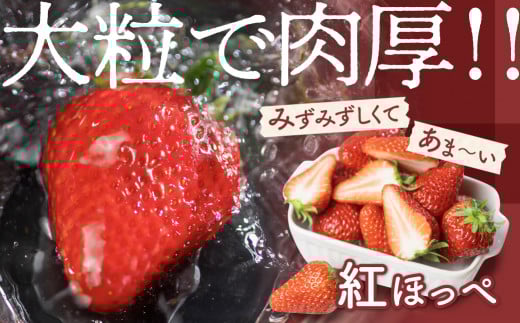 紅ほっぺ 8～15粒 2シート イチゴ いちご 苺 果物 くだもの フルーツ お陽様農園 先行受付 お取り寄せ 田原市 渥美半島 産地直送 送料無料 事前予約