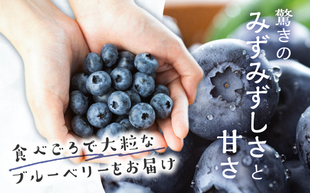 【先行予約】2026年発送　渥美半島　完熟　ブルーベリー　1kg