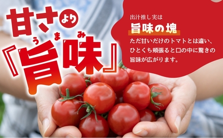 グランプリ受賞 完熟 出汁推し実 ミニトマト 1.5kg  5回お届け　定期便