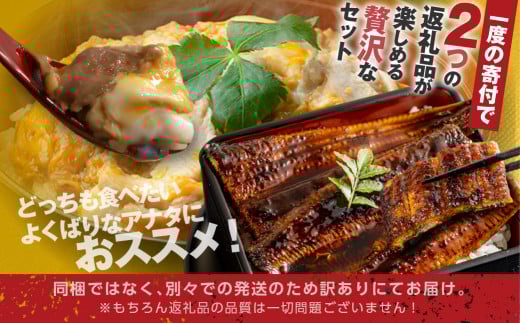 青うなぎ＆親子丼 渥美半島よくばりセット 年内 蒲焼き 鰻 ウナギ うなぎ蒲焼 惣菜 幻 簡単調理 おいしい 高評価 ふるさと納税 魚 さかな 魚介 ランキング 名古屋コーチン 鶏肉 おすすめ