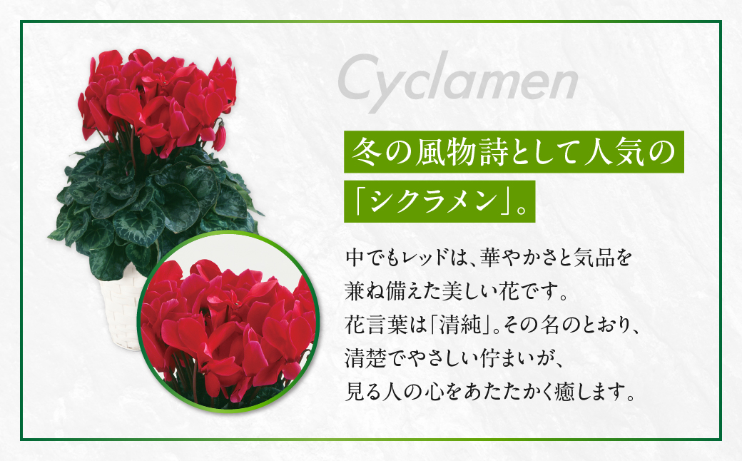 シクラメン レッド 観葉植物 植物 5号鉢 人気 おしゃれ かわいい 初心者 枯れにくい 育てやすい お手入れ 室内 大鉢 中型 インテリア リビング 玄関 寝室 キッチン オフィス プレゼント ギフト 冬 クリスマス
