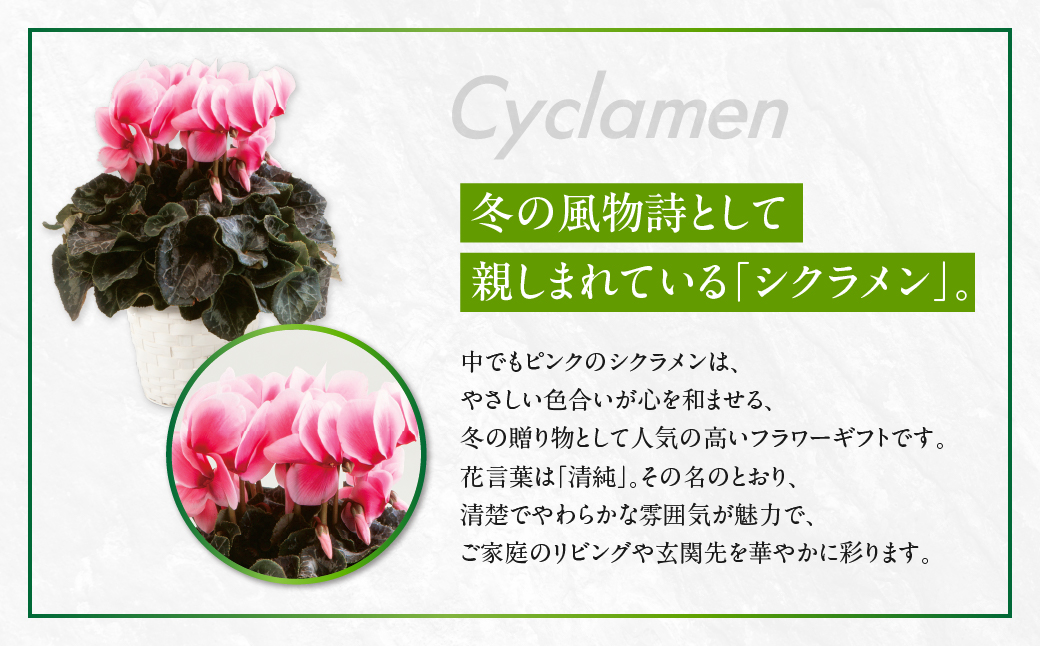 シクラメン ピンク 観葉植物 植物 5号鉢 人気 おしゃれ かわいい 初心者 枯れにくい 育てやすい お手入れ 室内 大鉢 中型 インテリア リビング 玄関 寝室 キッチン オフィス プレゼント ギフト 冬 クリスマス