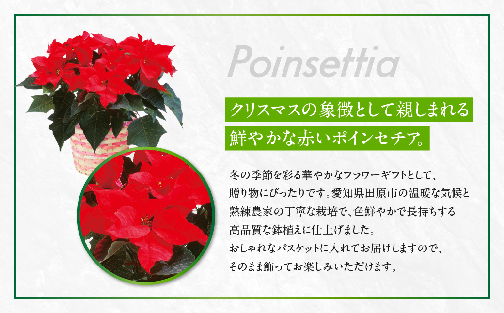 ポインセチア レッド 観葉植物 植物 5号鉢 人気 おしゃれ かわいい お手入れ 室内 大鉢 中型 インテリア リビング 玄関 寝室 キッチン オフィス プレゼント ギフト 冬 クリスマス フラワーギフト