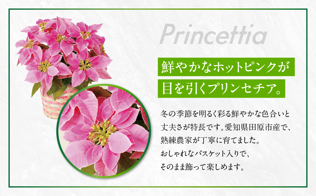 プリンセチア ホットピンク 観葉植物 植物 5号鉢 人気 おしゃれ かわいい お手入れ 室内 大鉢 中型 インテリア リビング 玄関 寝室 キッチン オフィス プレゼント ギフト 冬 クリスマス フラワーギフト