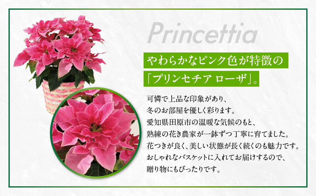 プリンセチア ローザ 観葉植物 植物 5号鉢 人気 おしゃれ かわいい お手入れ 室内 大鉢 中型 インテリア リビング 玄関 寝室 キッチン オフィス プレゼント ギフト 冬 クリスマス フラワーギフト