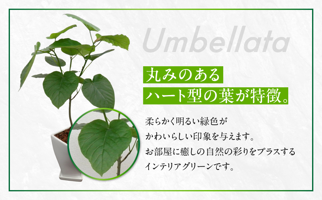 ウンベラータ 観葉植物 植物 6号鉢 人気 おしゃれ かわいい お手入れ 室内 大鉢 中型 インテリア リビング 玄関 寝室 キッチン オフィス プレゼント ギフト 新居 入居 インテリアグリーン グリーン 緑 植物