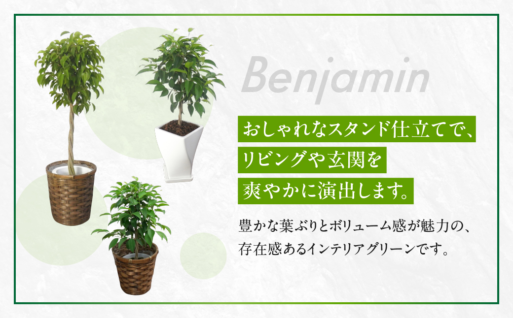 ベンジャミン 観葉植物 植物 7号鉢 人気 おしゃれ かわいい お手入れ 室内 大鉢 中型 インテリア リビング 玄関 寝室 キッチン オフィス プレゼント ギフト 新居 入居 インテリアグリーン グリーン 緑 植物