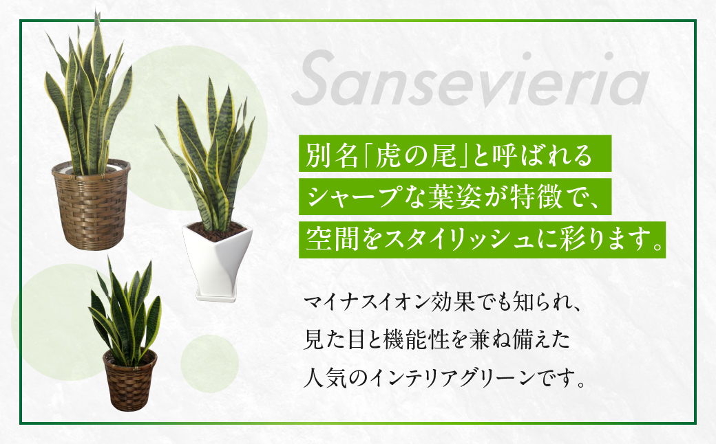 サンスベリア 7号鉢 観葉植物 植物 サンスベリア 人気 おしゃれ かわいい 初心者 枯れにくい 育てやすい お手入れ 室内 大鉢 中型 インテリア リビング 玄関 寝室 キッチン オフィス 店舗 プレゼント ギフト 新築 引っ越し