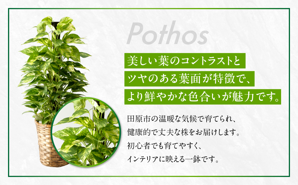 ポトス 7号鉢 観葉植物 植物 7号鉢 人気 おしゃれ かわいい お手入れ 室内 大鉢 中型 インテリア リビング 玄関 寝室 キッチン オフィス プレゼント ギフト 新居 入居 インテリアグリーン グリーン 緑 植物