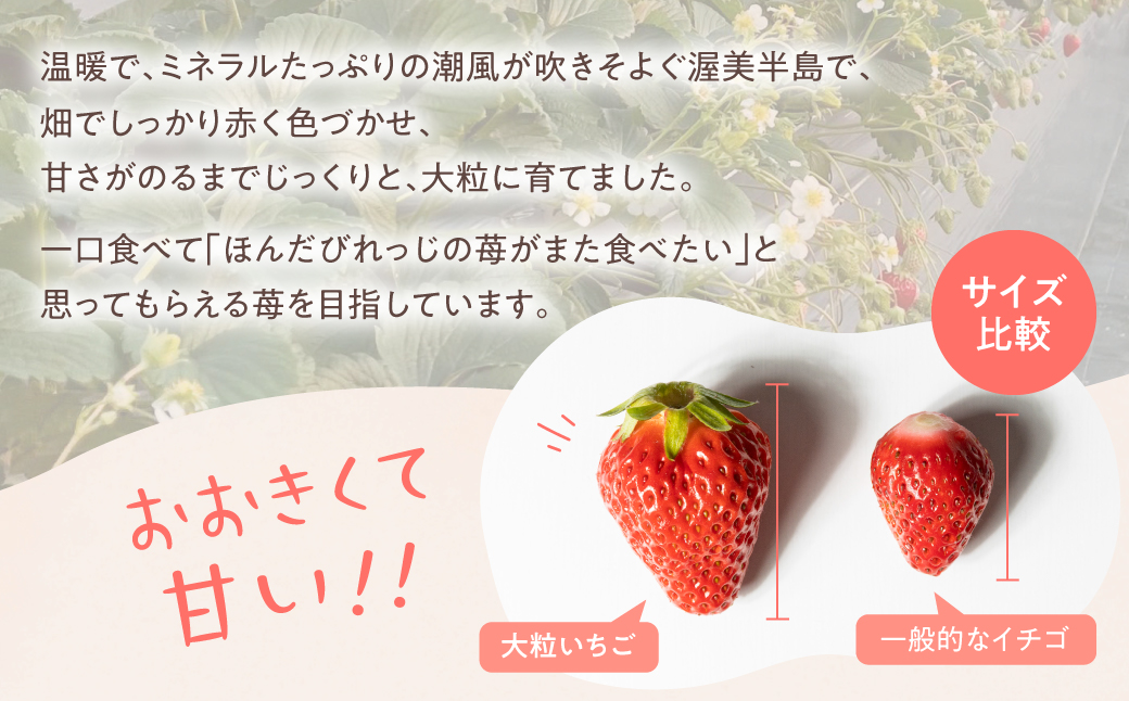 ≪先行予約≫ 苺園 ほんだびれっじの苺 4パック 計約1200g (約300g×4) 激甘 イチゴ いちご 1.2kg