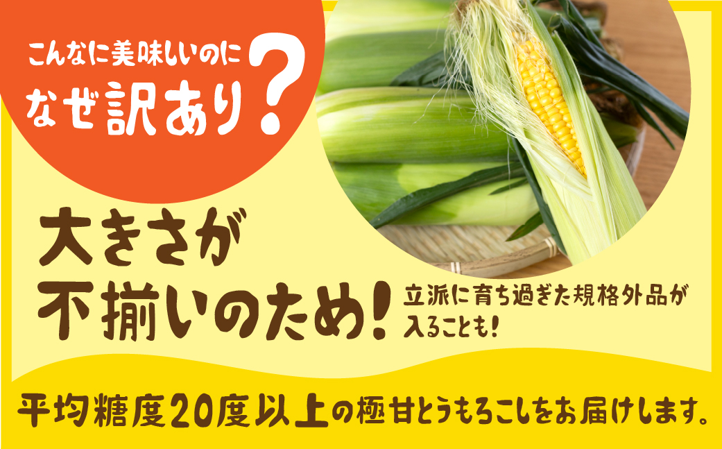 《先行予約》高評価 平均糖度20以上 極甘とうもろこし 10本 朝採り 人気 甘い 訳あり ワケアリ 簡単調理 まるで フルーツ 送料無料 高レビュー 数量限定 2025年 先行予約