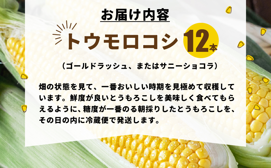 【先行予約】井本農園の朝採れトウモロコシ 12本 とうもろこし デザート 農家直送 送料無料 朝採れ コーン 野菜 キャンプ BBQ バーベキュー おやつ 田原市 渥美半島 愛知県 夏 旬