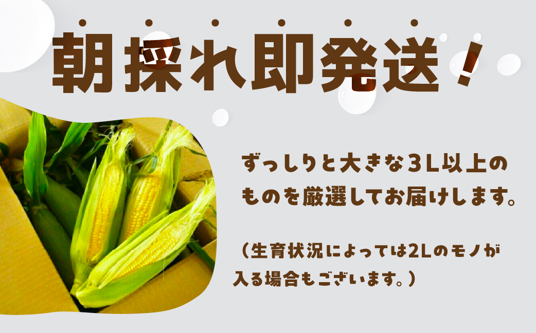 朝採れ即発送！大橋農園のトウモロコシ わくわくコーン 12本 大きい とうもろこし トウモロコシ コーン 新鮮 朝採れ 即発送 農家直送 送料無料 渥美半島 田原市 愛知県