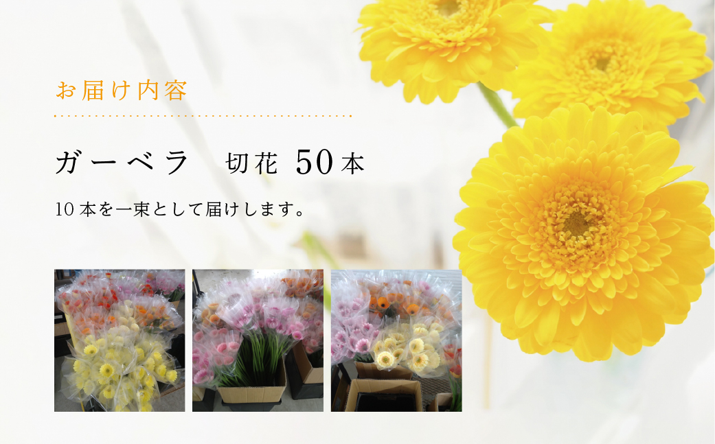 近藤フラワーガーデン 農園直送 ガーベラ切花50本　生花 ギフト プレゼント 愛知県 田原市