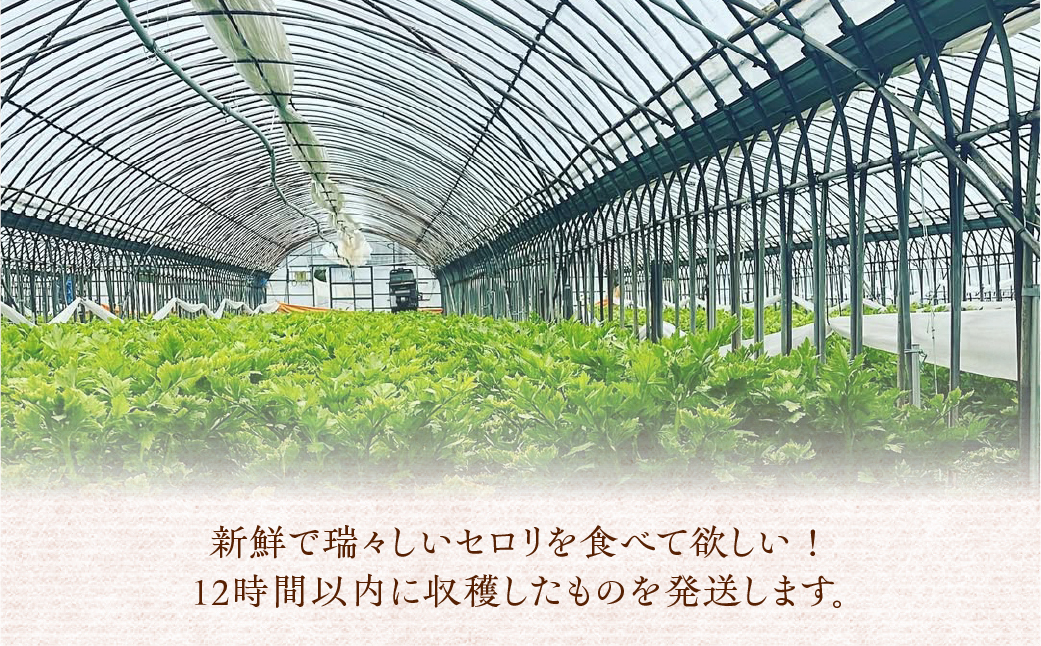 【先行予約】すず農園 すず農園 セロリ 1株 本物のセロリ 野菜 新鮮 農家直送 サラダ スープ セロリ 香味野菜 旬 愛知県 田原市 渥美半島 県内 1位