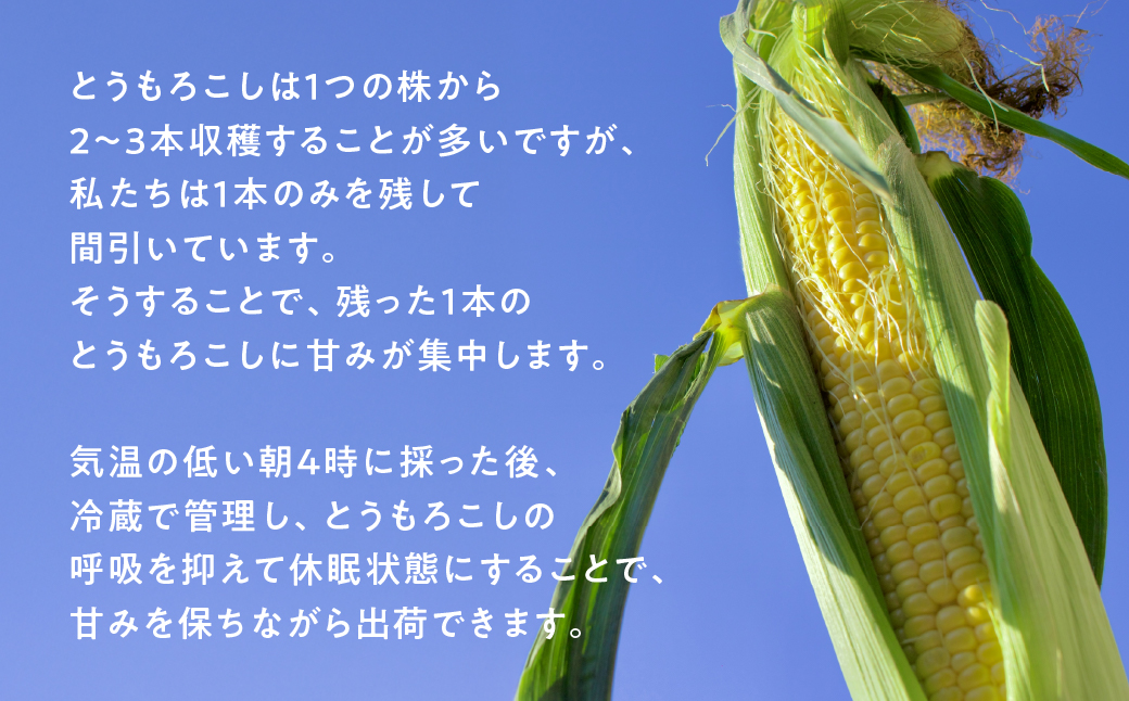 【先行予約】自然の恵みで育った 朝どりとうもろこし 6本 とうもろこし 朝採り トウモロコシ コーン 農家直送 旬 期間限定 野菜 ノンケミカル 6月 7月 愛知県 田原市 渥美半島 冷蔵 送料無料