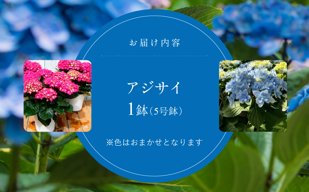 日本一の花のまち田原市！！ 生産者直送 アジサイ ５号鉢 おまかせ 生花 ギフト プレゼント 愛知県 田原市