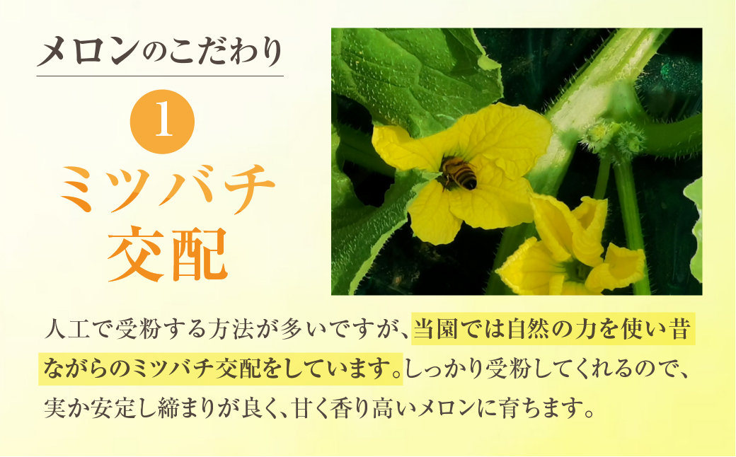 【先行予約】渥美半島産　青木さんちのタカミメロン 樹上完熟 4玉～5玉 約5kg メロン タカミメロン 青肉メロン 完熟 フルーツ 果物 デザート 農家直送 送料無料 熟成