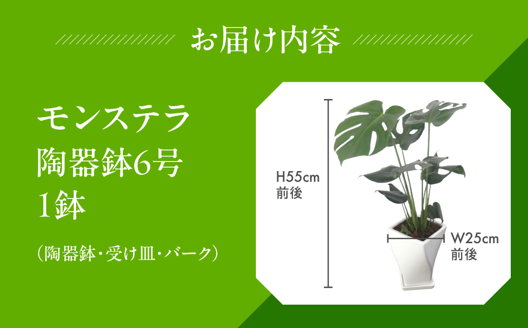 モンステラ 6号鉢 観葉植物 植物 6号鉢 人気 おしゃれ かわいい お手入れ 室内 大鉢 中型 インテリア リビング 玄関 寝室 キッチン オフィス プレゼント ギフト 新居 入居 インテリアグリーン グリーン 緑 植物
