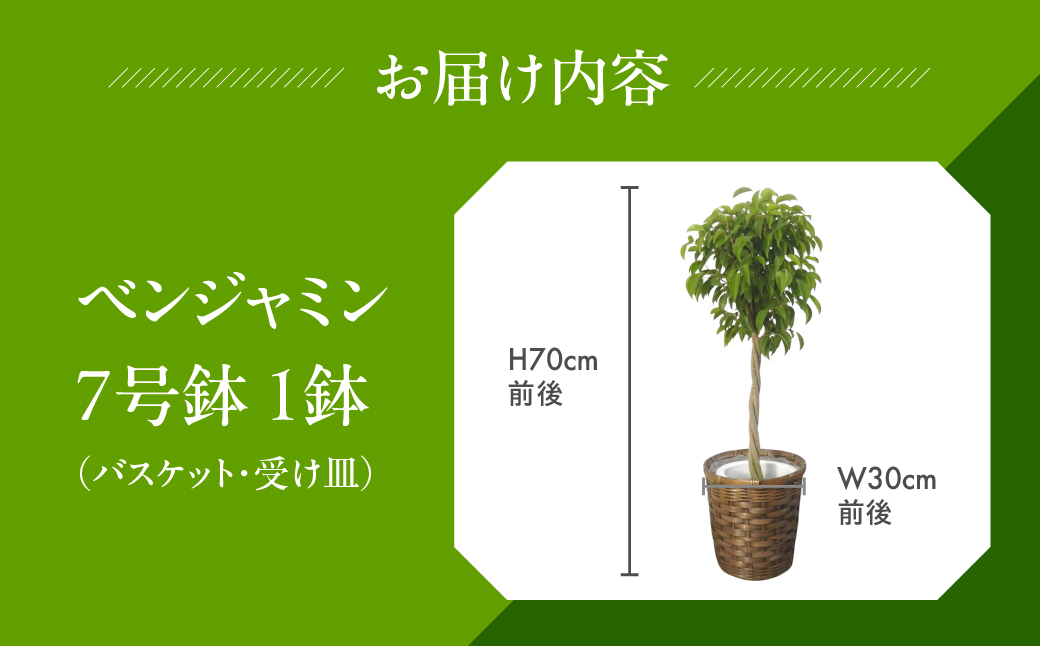 ベンジャミン 観葉植物 植物 7号鉢 人気 おしゃれ かわいい お手入れ 室内 大鉢 中型 インテリア リビング 玄関 寝室 キッチン オフィス プレゼント ギフト 新居 入居 インテリアグリーン グリーン 緑 植物
