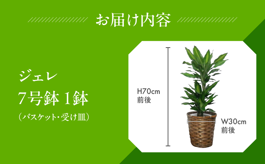 ジェレ 観葉植物 植物 7号鉢 ジェレ 人気 おしゃれ かわいい お手入れ 室内 大鉢 中型 インテリア リビング 玄関 寝室 キッチン オフィス プレゼント ギフト 新居 入居 インテリアグリーン グリーン 緑 植物