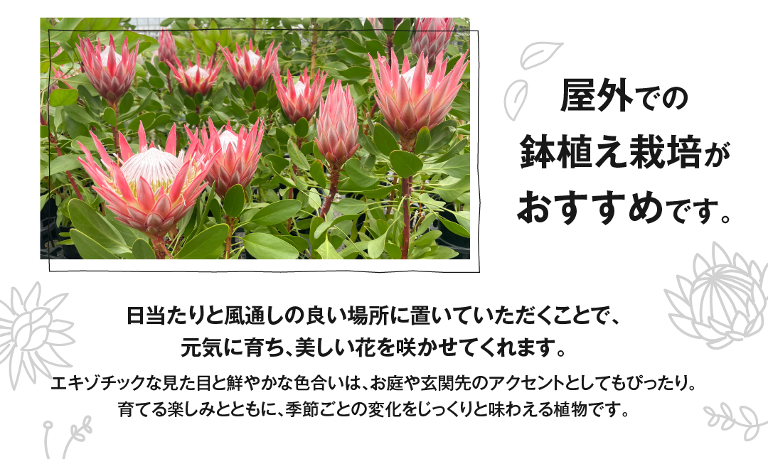 プロテア リトルプリンス 6号サイズ 1鉢 ワタライ園芸 プロテア 観葉植物 花 鉢植え 鉢 温室 植物 グリーン ガーデニング 花 フラワー