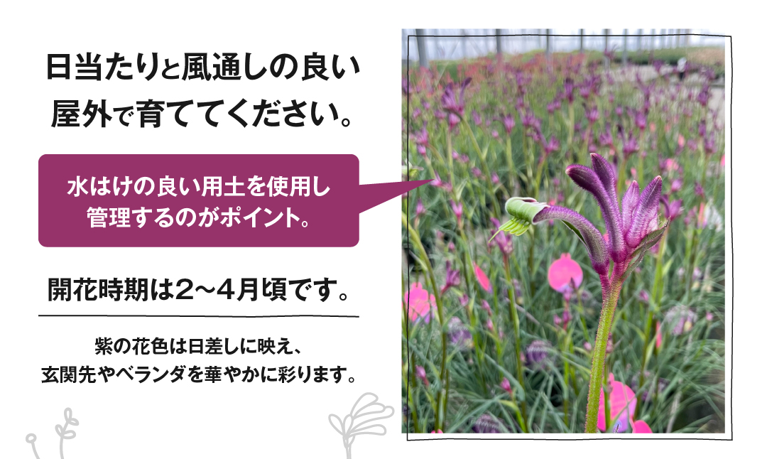 《先行予約》カンガルーポー セレブレーション カーニバル 5号サイズ 1鉢 ワタライ園芸 カンガルーポー 観葉植物 花 鉢植え 鉢 温室 植物 グリーン ガーデニング 花 フラワー
