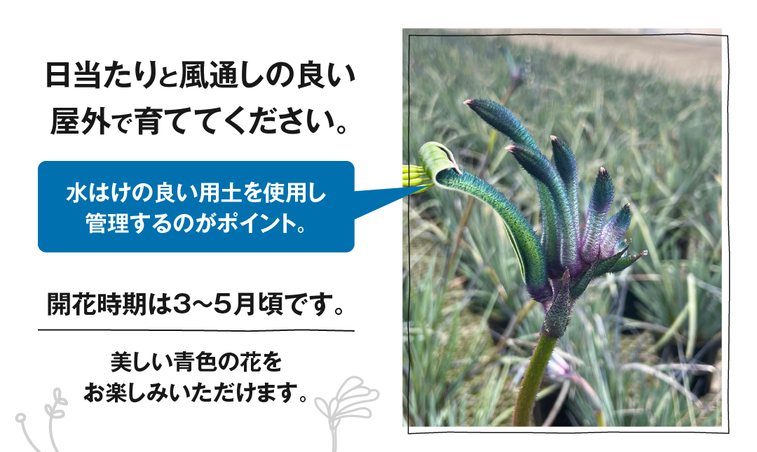 《先行予約》カンガルーポー セレブレーション マスカレード 5号サイズ 1鉢 ワタライ園芸 カンガルーポー 観葉植物 花 鉢植え 鉢 温室 植物 グリーン ガーデニング 花 フラワー