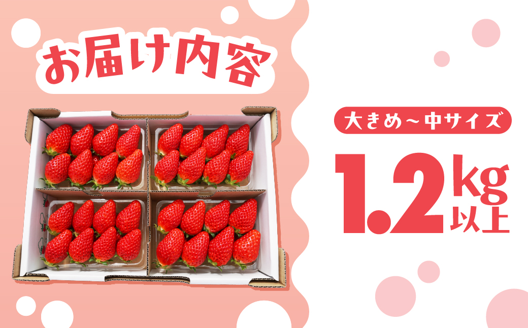 完熟いちご 1.2kg以上 いちごたくさんBOX いちご イチゴ 苺 章姫 大粒 ストロベリー ベリー ジャム いちごジャム イチゴジャム いちご狩り いちご園 おざきいちご園 渥美半島 愛知県 田原市