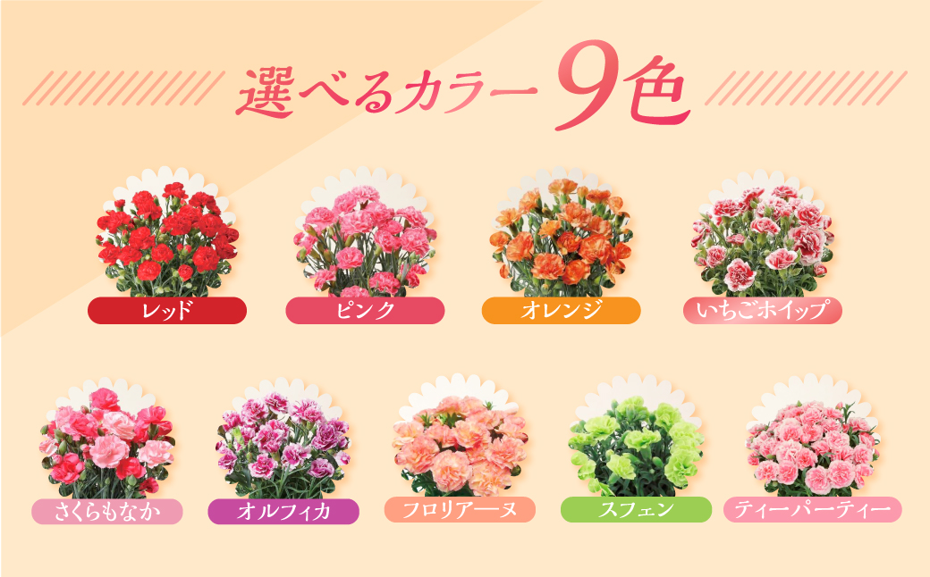 《母の日までにお届け》【ピンク】カーネーション 鉢植え 5号鉢 花 フラワー ギフト 母の日 贈り物 プレゼント 母 ママ お母さん ありがとう 感謝 贈答 鉢
