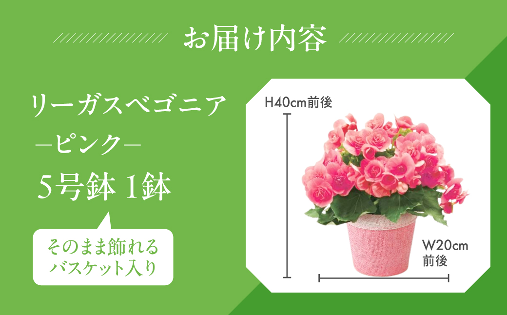 《母の日までにお届け》リーガスベゴニア ピンク ベゴニア 花 花 鉢植え 鉢 鉢花 花 観葉植物 植物 5号鉢 人気 おしゃれ かわいい 母の日 プレゼント 贈り物 贈答 ギフト 冬 フラワーギフト 母の日 ありがとう お母さん 母 記念日