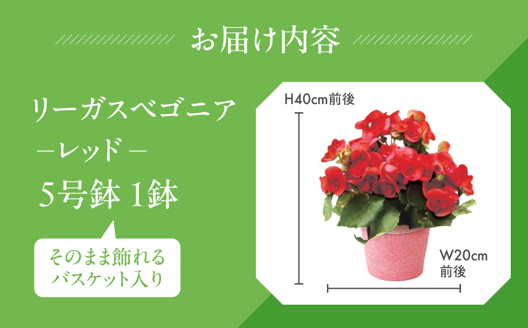 《母の日までにお届け》リーガスベゴニア レッド ベゴニア 花 花 鉢植え 鉢 鉢花 花 観葉植物 植物 5号鉢 人気 おしゃれ かわいい 母の日 プレゼント 贈り物 贈答 ギフト 冬 フラワーギフト 母の日 ありがとう お母さん 母 記念日