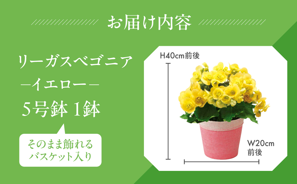 《母の日までにお届け》リーガスベゴニア イエロー ベゴニア 花 花 鉢植え 鉢 鉢花 花 観葉植物 植物 5号鉢 人気 おしゃれ かわいい 母の日 プレゼント 贈り物 贈答 ギフト 冬 フラワーギフト 母の日 ありがとう お母さん 母 記念日