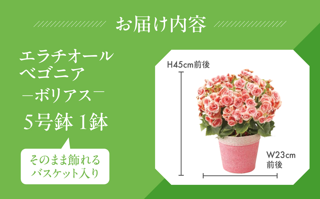 《母の日までにお届け》エラチオールベゴニア ボリアス ベゴニア 花 花 鉢植え 鉢 鉢花 花 観葉植物 植物 5号鉢 人気 おしゃれ かわいい 母の日 プレゼント 贈り物 贈答 ギフト 冬 フラワーギフト 母の日 ありがとう お母さん 母 記念日