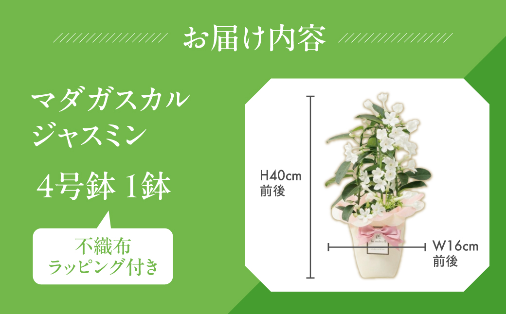 《母の日までにお届け》マダガスカルジャスミン ジャスミン 花 花 鉢植え 鉢 鉢花 花 観葉植物 植物 4号鉢 人気 おしゃれ かわいい 母の日 プレゼント 贈り物 贈答 ギフト 冬 フラワーギフト 母の日 ありがとう お母さん 母 記念日